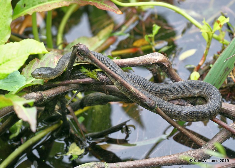Plainbelly Water Snake, Nerodia erythrogaster, Smith Oaks, High Island, TX, 4-17-19, Jpa_92999.jpg