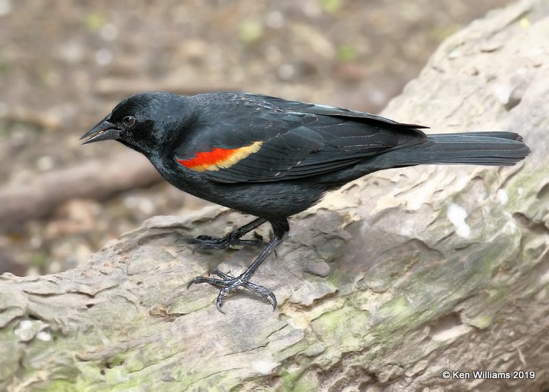 Red-winged Blackbird male, Laguna Atascosa NWR, TX, 4-22-19, Jpa_98422.jpg