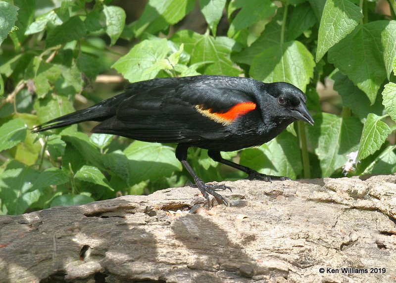 Red-winged Blackbird,, Laguna Atascosa NWR, TX, 4-22-19, Jpa_98256.jpg