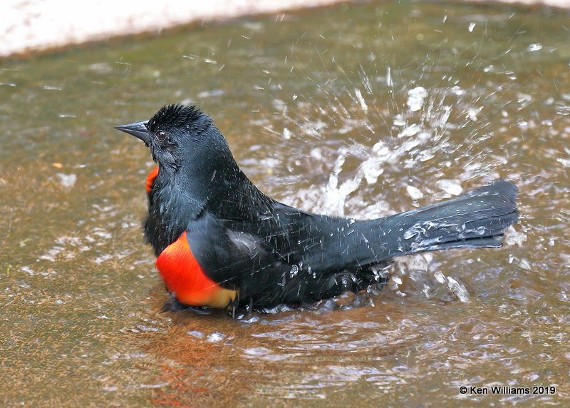 Red-winged Blackbird,, Laguna Atascosa NWR, TX, 4-22-19, Jpa_98505.jpg