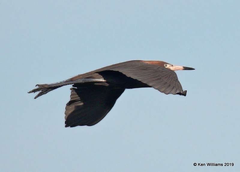 Reddish Egret dark morph, S. Padre Island, TX, 4-26-19, Jpa_99999_13.jpg
