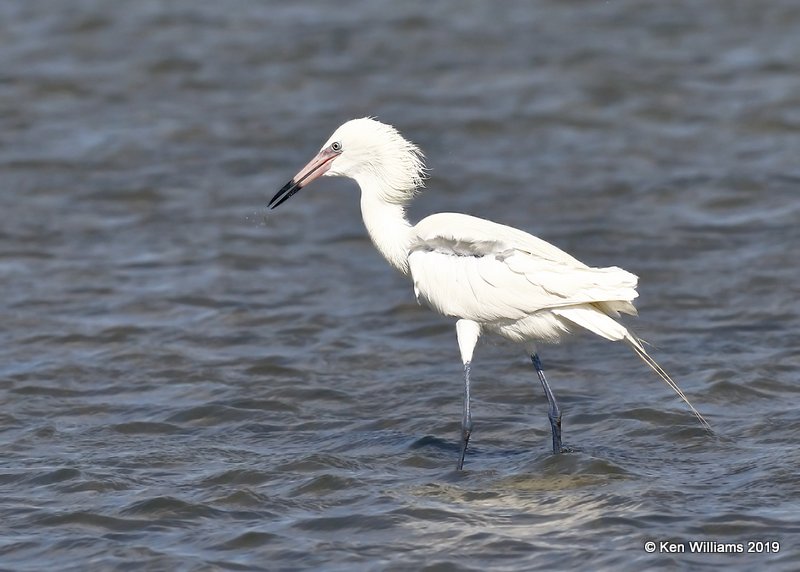 Reddish Egret, white morph, S. Padre Island, TX, 4-22-19, Jpa_98093.jpg