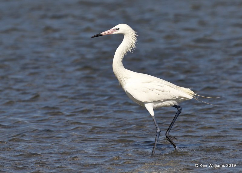 Reddish Egret, white morph, S. Padre Island, TX, 4-22-19, Jpa_98113.jpg