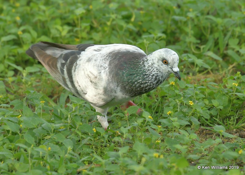 Rock Pigeon, S. Padre Island, TX, 4-25-19, Jpa_99999_95.jpg