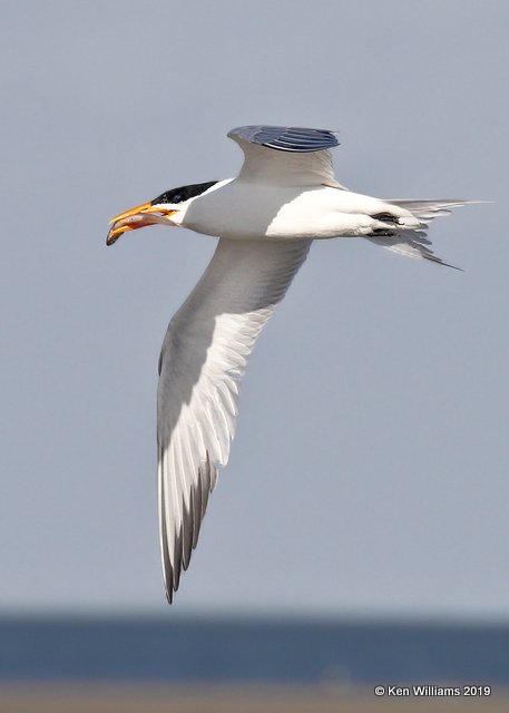 Royal Tern, S. Padre Island, TX, 4-22-19, Jpa_97803.jpg