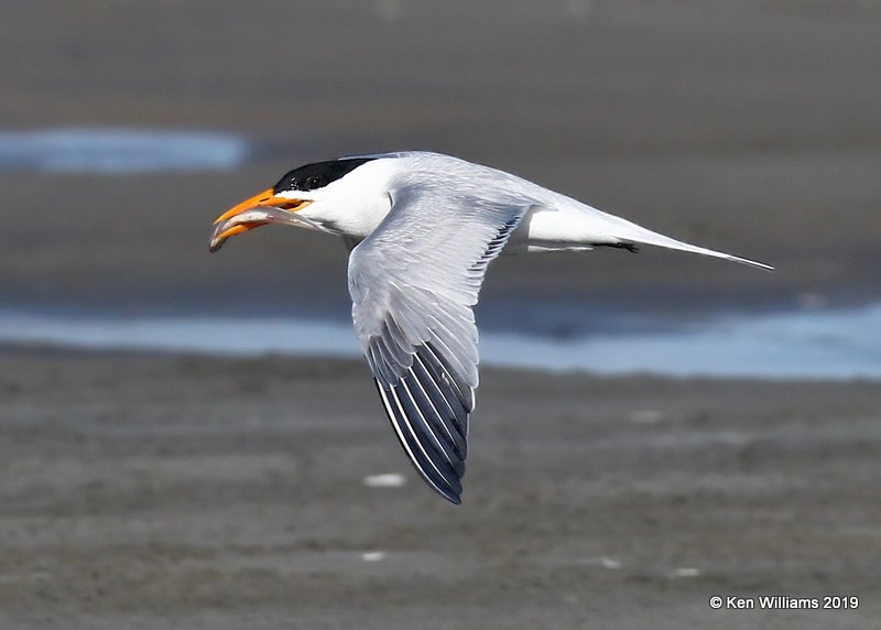 Royal Tern, S. Padre Island, TX, 4-22-19, Jpa_97806.jpg