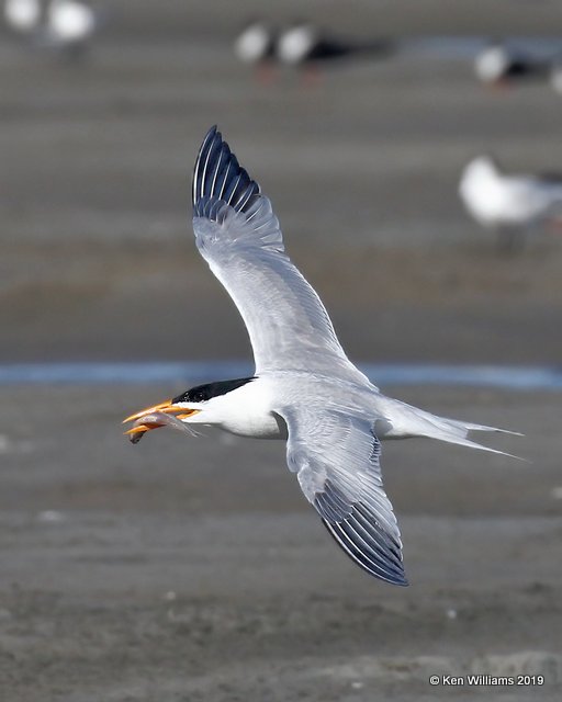 Royal Tern, S. Padre Island, TX, 4-22-19, Jpa_97807.jpg