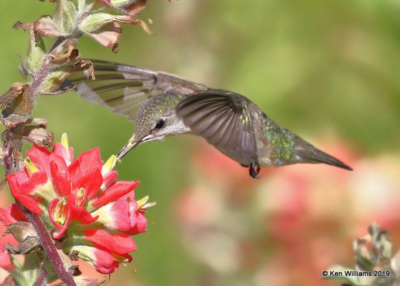 Ruby-throated Hummingbird female, Quintana, TX, 4-19-19, Jpa_96056.jpg