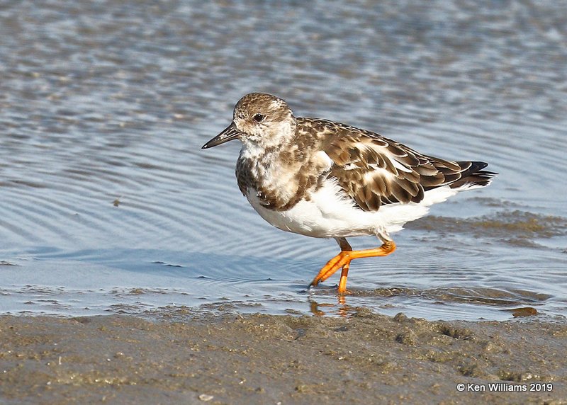 Ruddy Turnstone nonbreeding adult, S. Padre Island, TX, 4-22-19, Jpa_97854.jpg