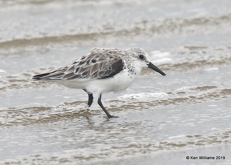 Sanderling, Bolivar Flats, TX, 4-17-19, Jpa_94284.jpg