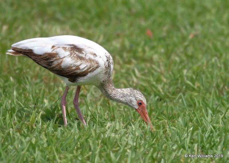 White Ibis immature, S. Padre Island, TX, 4-22-19, Jpa_98625.jpg