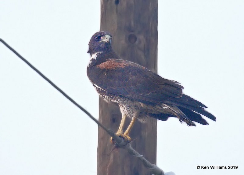 White-tailed Hawk, Old Port Isabella Road, TX, 4-23-19, Jpa_98870.jpg