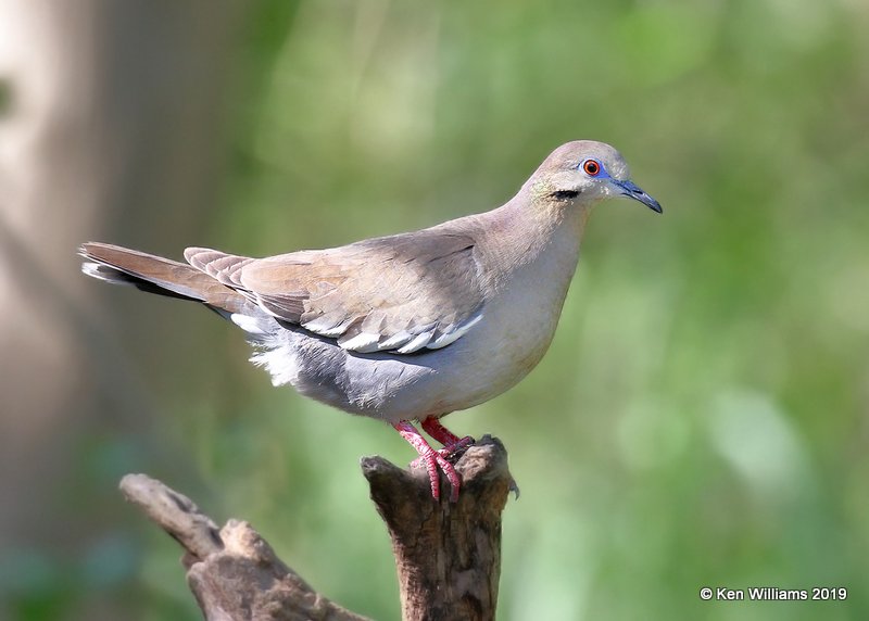 White-winged Dove, Estero Llano Grande SP, TX, 4-21-19, Jpa_96944.jpg