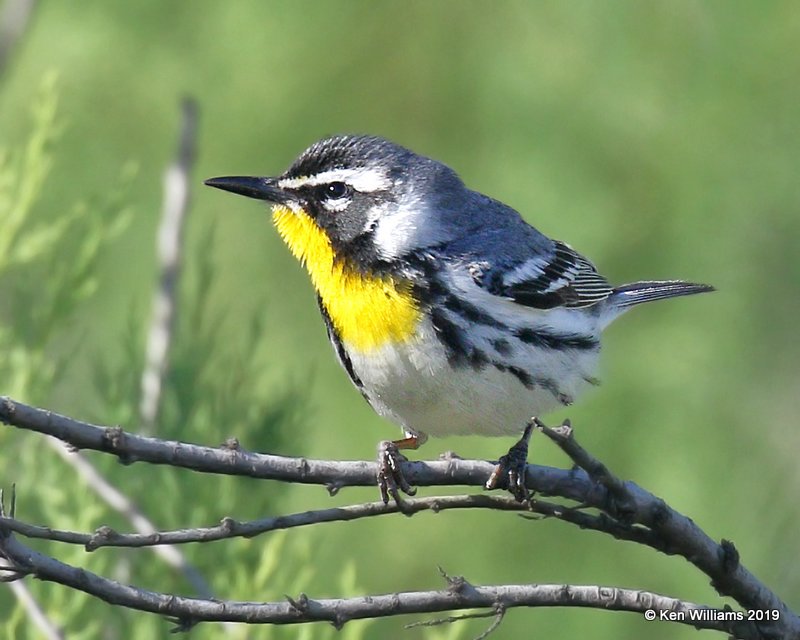 Yellow-throated Warbler, Quintana, TX, 4-19-19, Jpa_96199.jpg