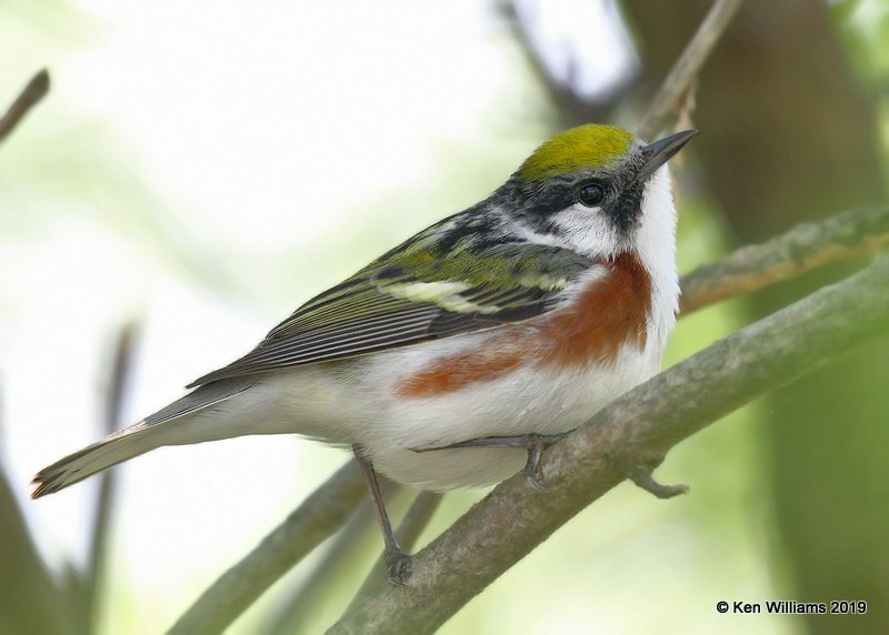 Chestnut-sided Warbler male, Magee Marsh, OH, 5-18-19, Jpa_194.jpg