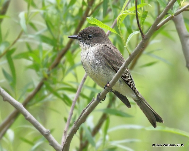 Eastern Phoebe, Magee Marsh, OH, 5-21-19, Jpa_00222.jpg