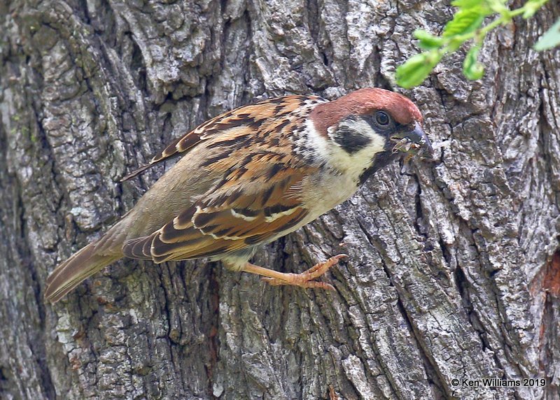 Eurasian Tree Sparow, Horseshoe Lake, IL, 05_17_2019_Jpa_73.jpg