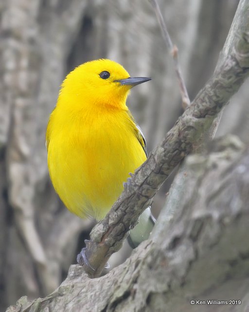 Prothonotary Warbler male, Magee Marsh, OH, 5-20-19, Jpa_460.jpg