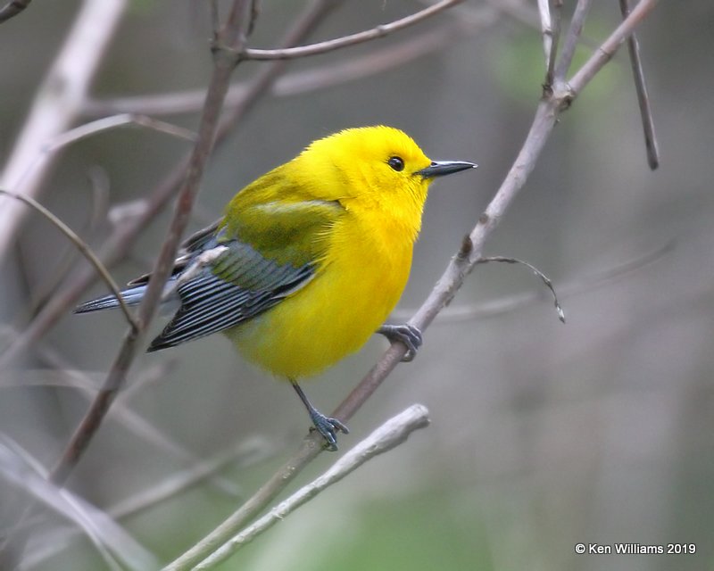 Prothonotary Warbler male, Magee Marsh, OH, 5-20-19, Jpa_622.jpg