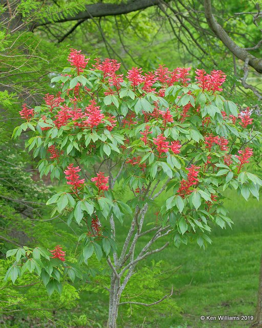 Red Buckeye, Magee Marsh, OH, 5-21-19, Jpa_00217.jpg