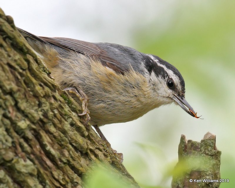 Red-breasted Nuthatch female, Magee Marsh, OH, 5-21-19, Jpa_00145.jpg