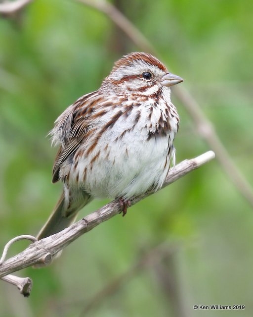 Song Sparrow, Magee Marsh, OH, 5-20-19, Jpa_57.jpg