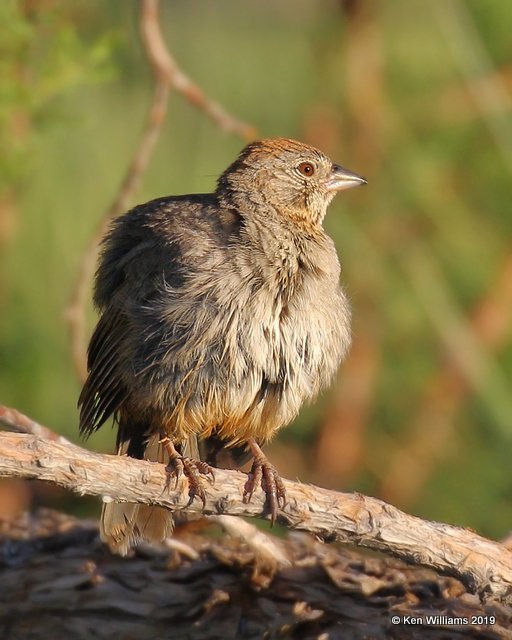 Canyon Towhee, Cimarron Co, OK, 6-25-19, Jpa_00657.jpg