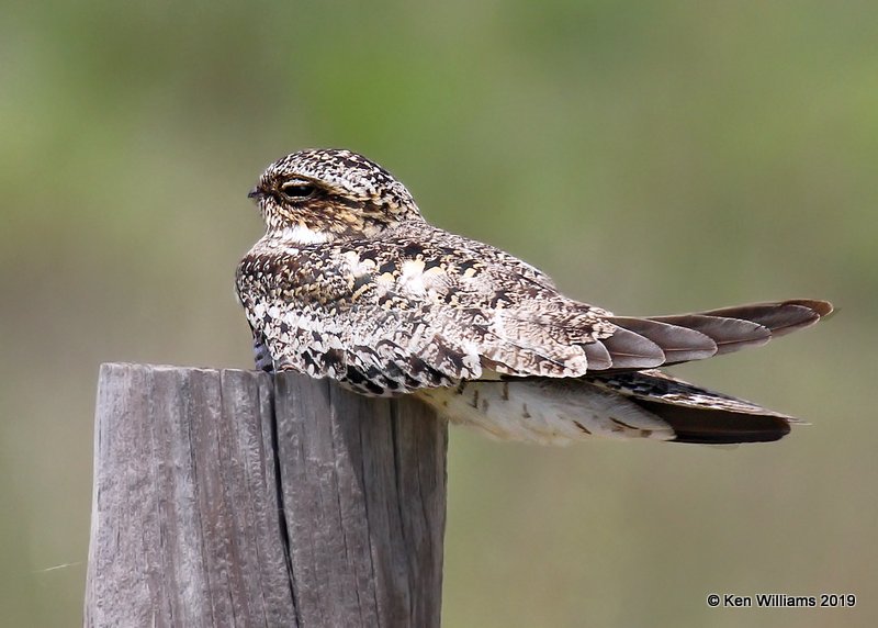 Common Nighthawk, Cimarron Co, OK, 6-23-19, Jpa_00608.jpg