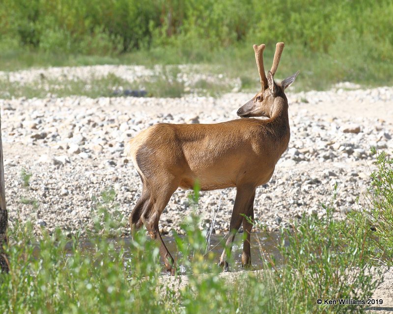 Elk bull, Rocky Mt. NP, CO, 6-28-19, Jpa_01819.jpg