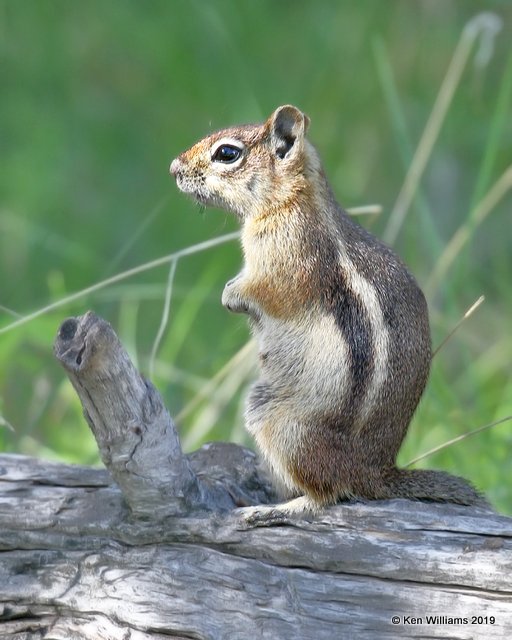 Golden-mantled Ground Squirrel, Rocky Mt. NP, CO, 6-26-19, Jpa_01563.jpg