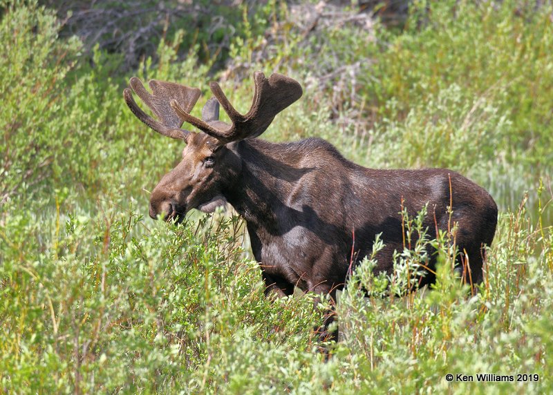 Moose bull, Rocky Mt. NP, CO, 6-26-19, Jpa_01174.jpg