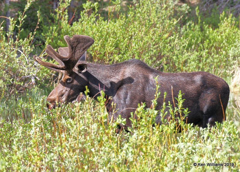 Moose bull, Rocky Mt. NP, CO, 6-26-19, Jpa_01180.jpg