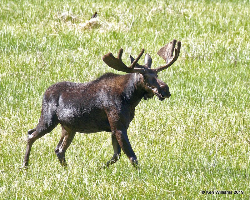 Moose bull, Rocky Mt. NP, CO, 6-28-19, Jpa_01696.jpg