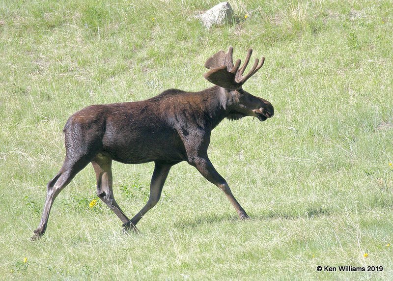 Moose bull, Rocky Mt. NP, CO, 6-28-19, Jpa_01722.jpg
