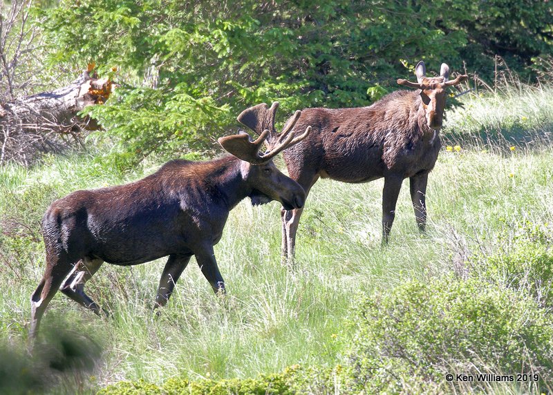 Moose bulls, Rocky Mt. NP, CO, 6-28-19, Jpa_01702.jpg