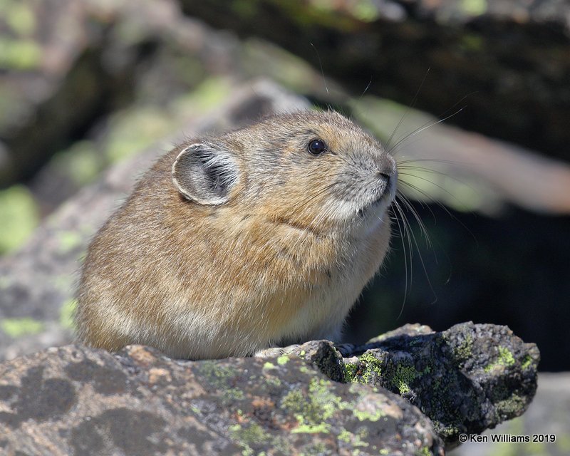 Colorado Trip, June 2019