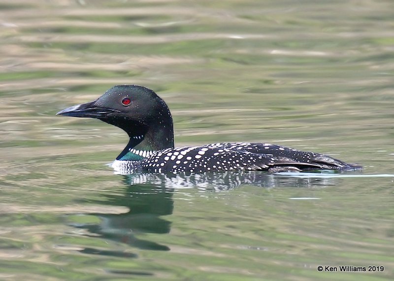 Common Loon breeding plumage, Sequoyah Co, OK, 4-9-19, Jpa_38044.jpg