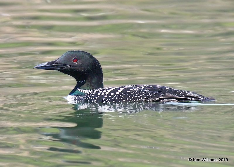 Common Loon breeding plumage, Sequoyah Co, OK, 4-9-19, Jpa_38044.jpg