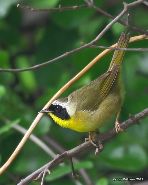 Common Yellowthroat male, Rogers Co yard, OK, 5-8-19, Jpa_38952.jpg