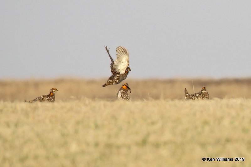 Greater Prairie Chicken, Osage Co, OK, 4-2-19, Jpa_37485.jpg