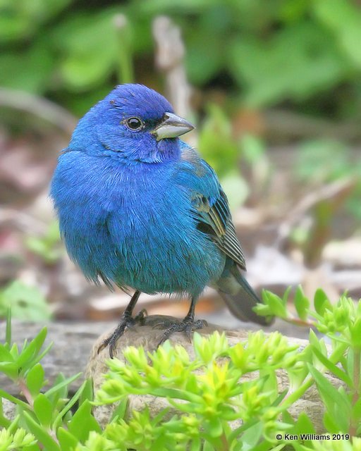 Indigo bunting, Rogers Co, OK, 5-9-19, Jpa_39052.jpg