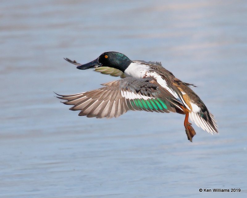 Northern Shoveler male, Owasso, OK, 3-5-19, Jpa_35930.jpg