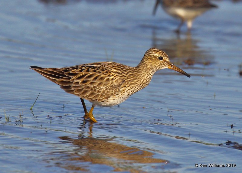 Pectoral Sandpiper, Tulsa Co, OK, 5-16-19, Jpa_39395.jpg