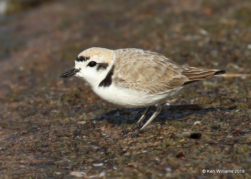 Snowy Plover, Ft Supply Lake, OK 4-2-19, Jpa_37276.jpg