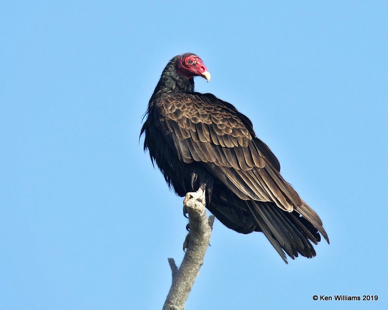Turkey Vulture, Sequoyah Co, OK, 4-9-19, Jpa_37692.jpg