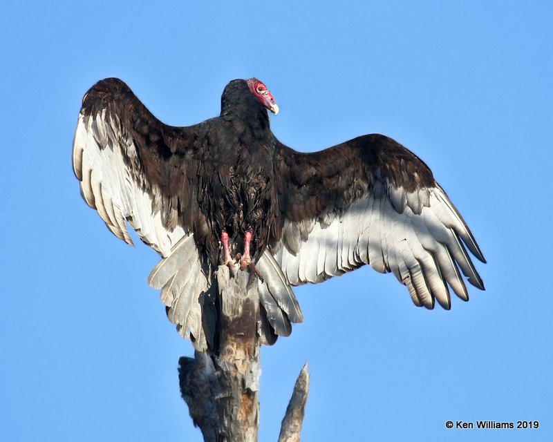 Turkey Vulture, Sequoyah Co, OK, 4-9-19, Jpa_37707.jpg