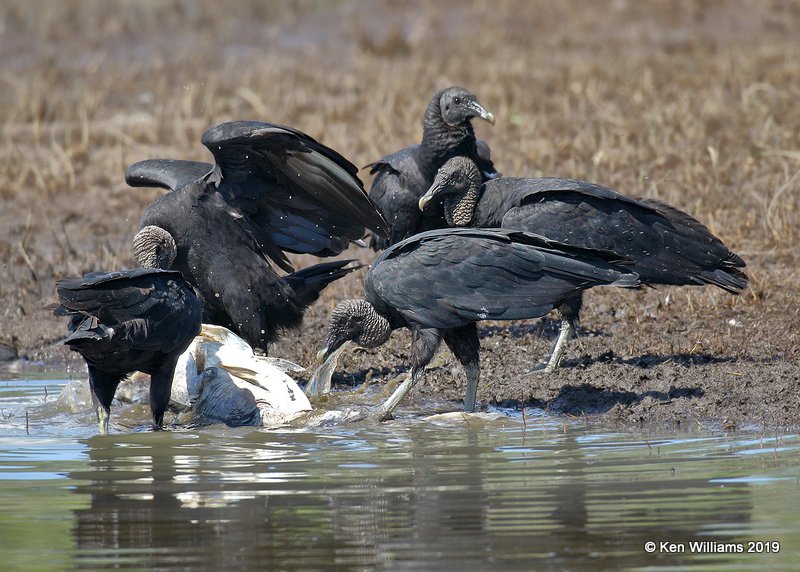 Black Vultures, Wagoner Co, OK, 7-24-19, Jpa_40072.jpg