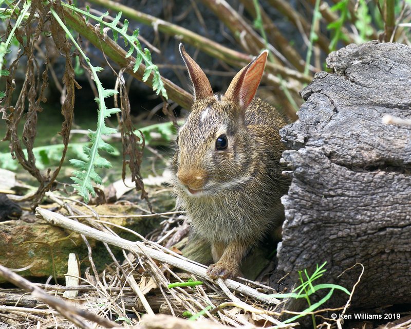 Eastern Cottontail Rabbit juvenile, Rogers Co. yard, OK, 7-8-19, Jpa_39808.jpg