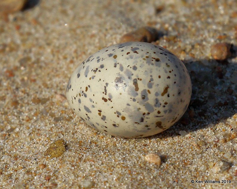 Least Tern - Interior, egg, Tulsa Co, OK, 7-24-19, Jpa_39864.jpg