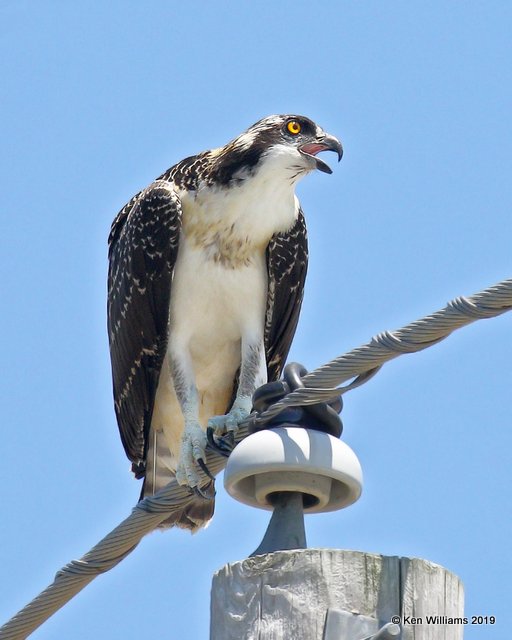 Osprey juvenile, Wagoner Co, OK, 7-24-19, Jpa_40145.jpg